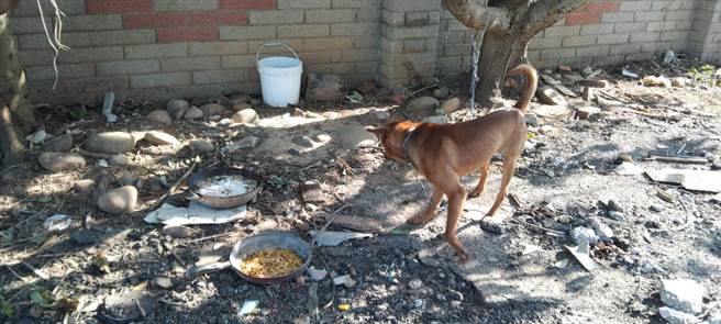 航空城搬遷戶3月底要搬遷，許多家犬無法安置變遊蕩犬，遭到在地民眾抱怨。（民眾提供／陳夢茹桃園傳真）