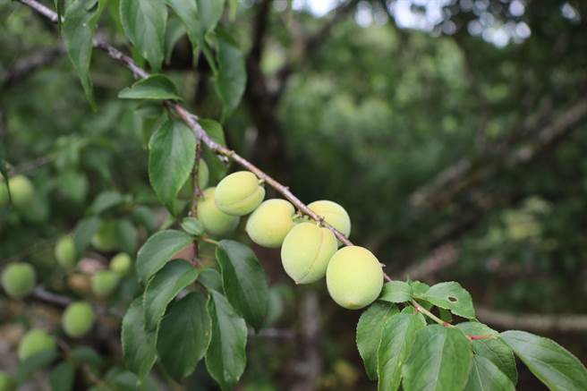 台南市楠西區梅嶺梅子開始採收。（劉秀芬攝）