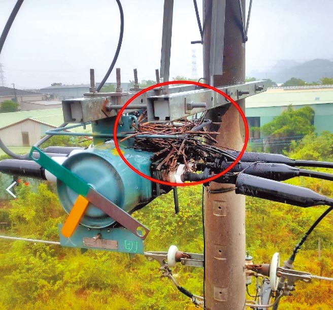高雄大社區21日早上887戶停電，台電派員查修後，發現是「鳥巢」惹的禍，緊急搶修後於11時09分復電。（台電高雄區處提供／柯宗緯高雄傳真）