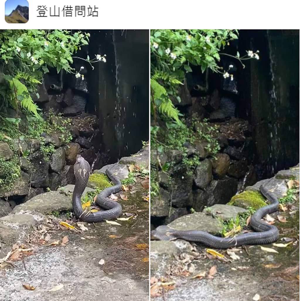 網友分享，在陽明山水圳遇上超肥碩的眼鏡蛇，有網友打趣說是「腰圍超標的蛇」。（截自臉書社團《登山借問站》）