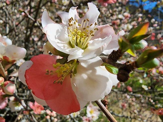 具有一半红一半白的「红透半边天」海棠花朵，是属于自然界极少见镶崁体。（武陵农场提供／陈淑娥台中传真）