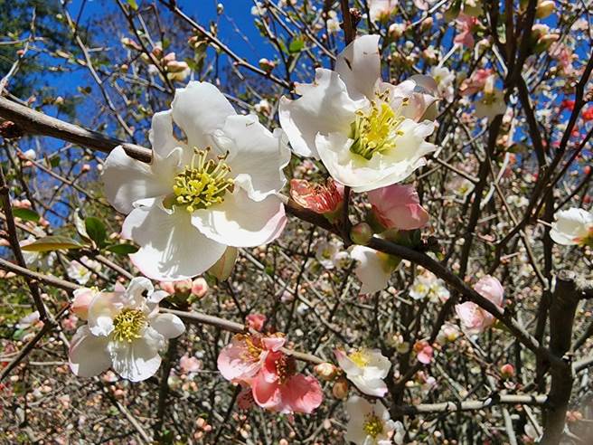 武陵农场拥有台湾少见整排的大型刺梅，预估最佳赏花期可至4月中。（武陵农场提供／陈淑娥台中传真）