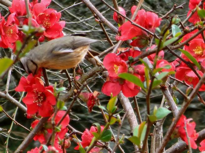 鸟界中着名的庞克小子—台湾特有种冠羽画眉，悠游于武陵农场的海棠花丛中，吸食海棠花蜜，模样俏皮可爱。（武陵农场提供／陈淑娥台中传真）