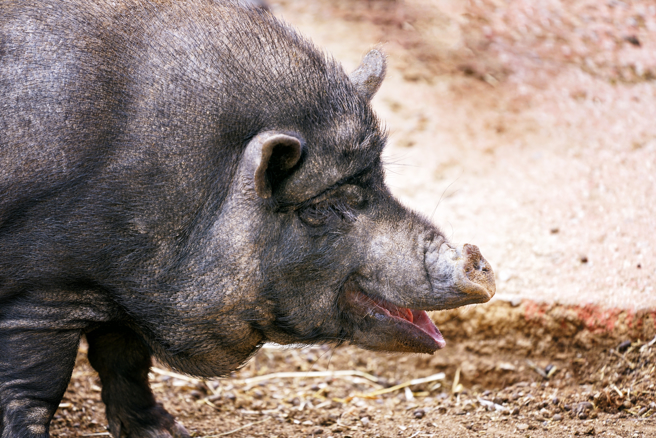 美國出現一隻黑熊溜進豬圈，飼主起初以為愛豬恐受傷，豈料黑熊反被嚇到落荒而逃。(示意圖/達志影像)