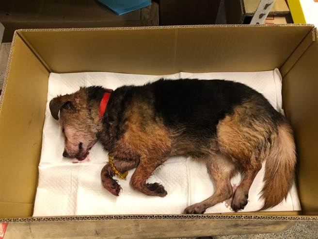 饲犬「满满」遭徐翁打死，徐妻将大体送往万里福田宠物礼仪社火化。（新北市动保处提供）