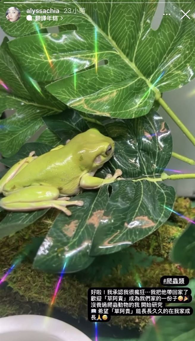 贾静雯日前在IG上PO文迎接家中新成员。（图／IG@alyssachia）