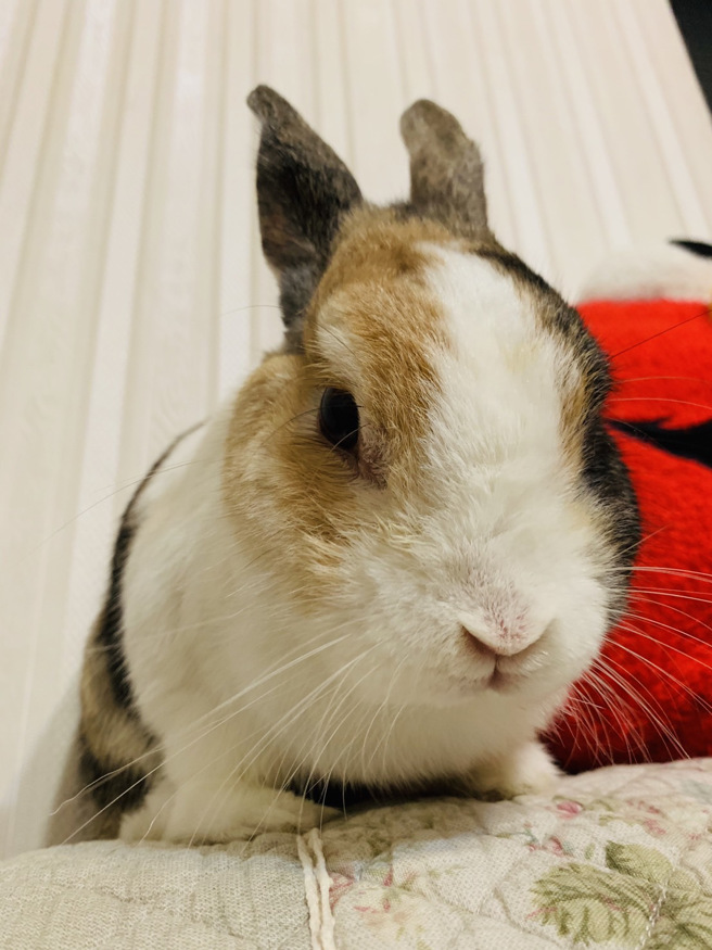 14歲道奇兔自認地位比主人高。(圖/卡布媽媽授權)