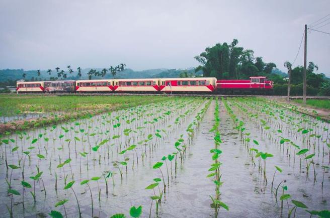▲林铁沿线一景（摄影：深海鱼）。　图：林务局阿里山林业铁路及文化资产管理处／提供