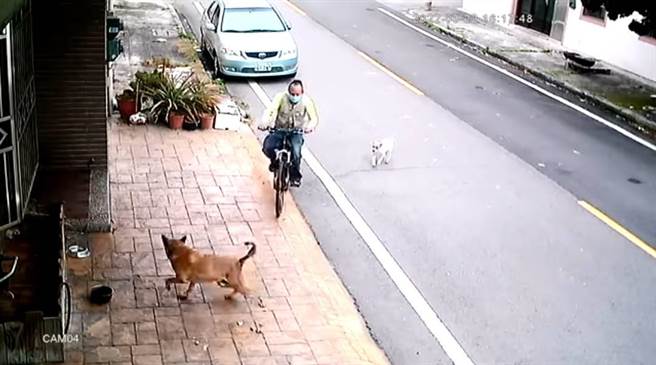 郑男不满家人被小黄狗吓到跌倒，拿起脚上鞋子朝狗一阵狂打。（摘自脸书社群「日南幼狮工业区」）