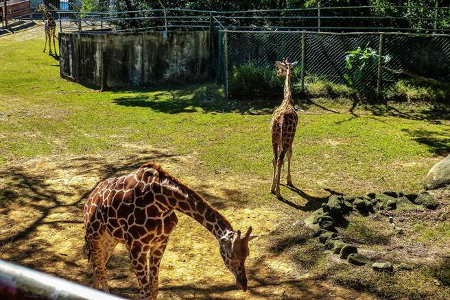 六福村饲养的长颈鹿死亡，被特定组织指控罔顾动物福利和不当饲养，园方称是不实指控，将寻求法律途径究责。（罗浚滨摄）