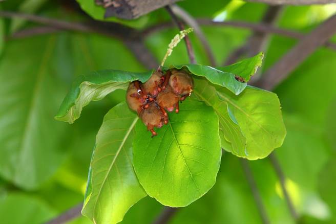 海保署离岸风电生态调查遗漏蝙蝠，云林县水林乡黄金蝙蝠馆为蝙蝠请命。（黄金蝙蝠馆提供／张朝欣云林传真）