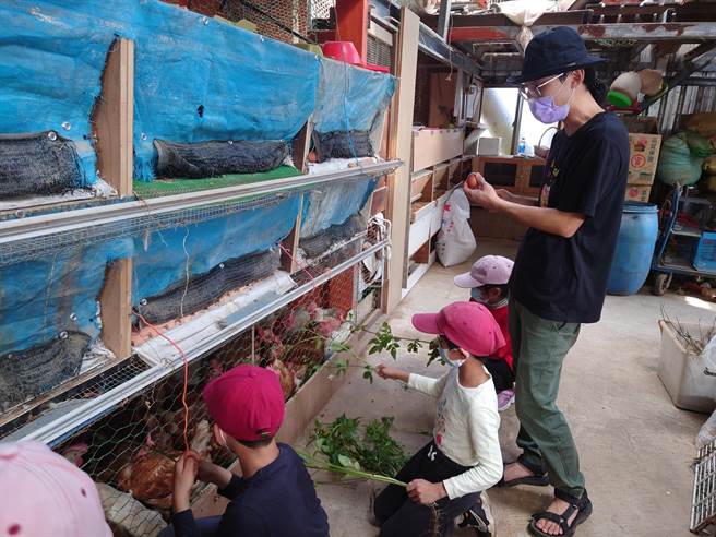 水源国小的教育实验课程安排学生参访有机蛋农，并进行布丁制作，让学生深入社区进行资源踏查。（新北市教育局提供）