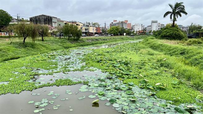 台南盐水区月津港水岸上游区域公18-3也被水芙蓉攻占。（张毓翎摄）