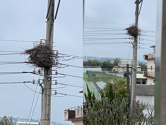 苗栗公馆有民眾直击附近的电线杆也有1个巨型鸟巢在上头，该鸟巢结构相当庞大，目击者笑说是「楼中楼」，台电员工在网上看到恐怖照片后随即私讯该民眾。（翻摄自脸书「爆怨2公社」）