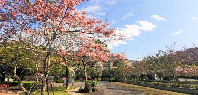 春遊南化賞花玉山寶光聖堂 天豔宮花旗木盛開 寶島 中時