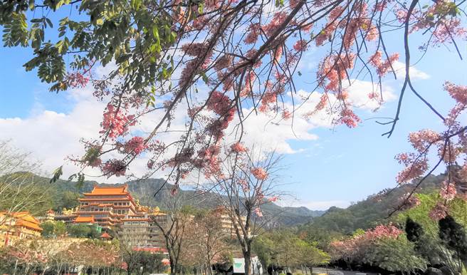 春遊南化賞花玉山寶光聖堂 天豔宮花旗木盛開 寶島 中時