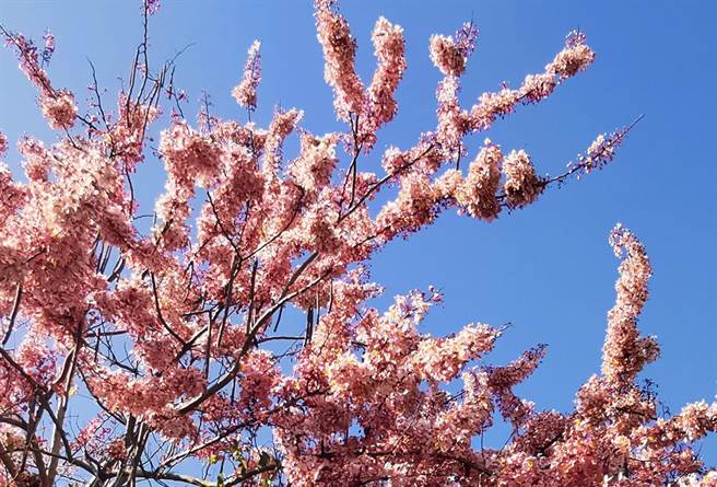 春遊南化賞花玉山寶光聖堂 天豔宮花旗木盛開 寶島 中時