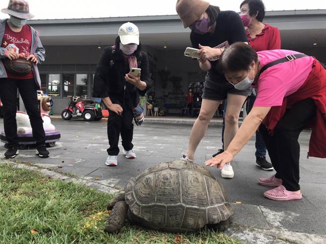 東港鵬村溼地「村長」大爆紅，不僅熟客指名要找牠，連頭回客也因牠變成回頭客。（謝佳潾攝）