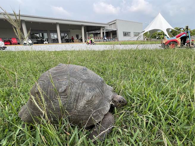東港鵬村溼地「村長」大爆紅，不僅熟客指名要找牠，連頭回客也因牠變成回頭客。（謝佳潾攝）