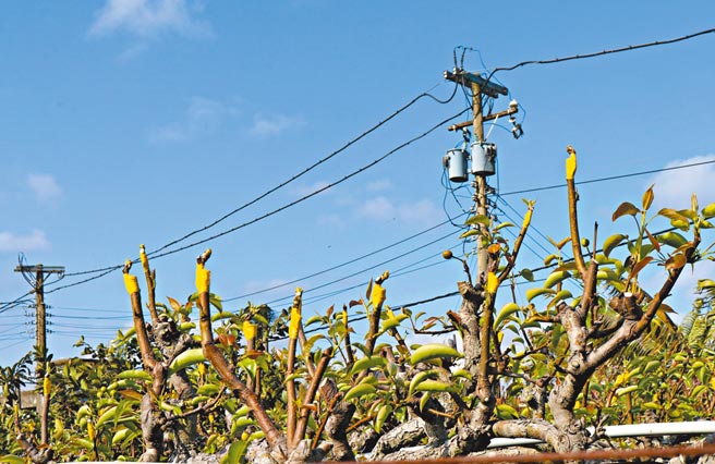 苗栗县高接梨穗今年2月受到寒流影响，近日出现迟发性灾情，农委会针对高接梨穗启动现金救助，即日至3月28日受理申请。（苗栗县府提供／李京升苗栗传真）