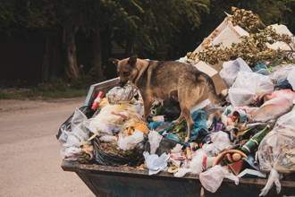 流浪狗鑽進垃圾桶當自己家 探頭看人求關注 惹哭志工