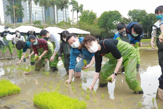 2500平方公尺的食农教育水稻田在信义区。（图／北市产发局提供）