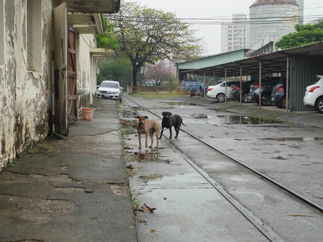 云林县北港糖厂流浪狗眾多民眾止步，公所表示持续加强结扎人道减量。（张朝欣摄）