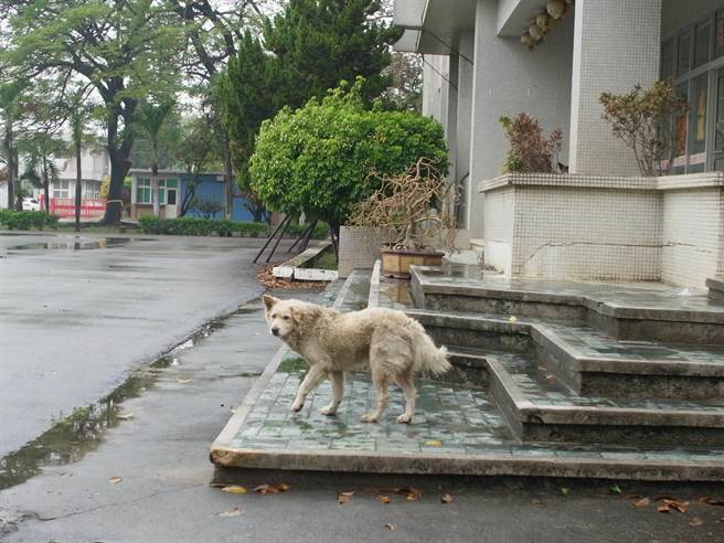 云林县北港糖厂流浪狗眾多民眾止步，公所表示持续加强结扎人道减量。（张朝欣摄）