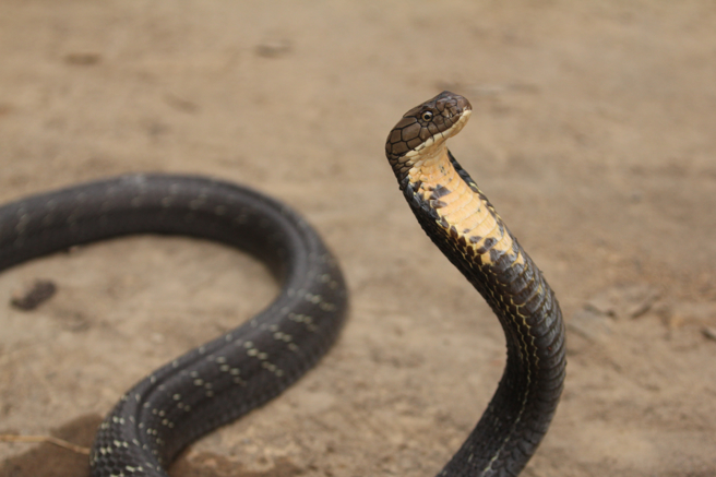 泰国一名男子用邮寄方式运送眼镜王蛇，由于天气炎热导致蛇开始躁动，快递员才发现异状。(示意图/达志影像)