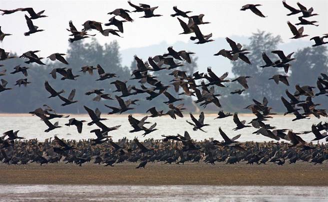 鸬鹚「黑衫军团」生态景观一直是金门冬季旅游的大卖点。（李金生摄）