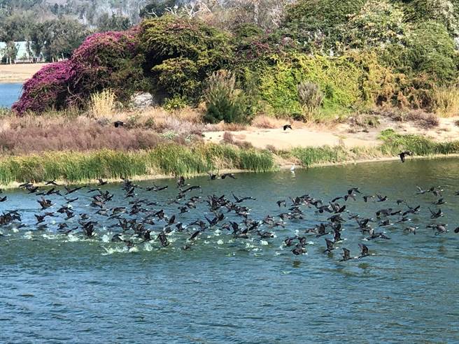 金门太湖的湖心岛四周有优质的环境条件，也是度冬鸬鹚的主要栖地之一。（李金生摄）