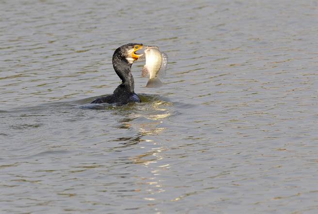 鸬鹚善于游泳和潜水，是水中的捕鱼高手。（李金生摄） 