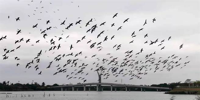 厦门改善杏林湾水库及园林博览苑周边生态后，鸬鹚到访的数量逐年大幅增加。（厦门读者提供）