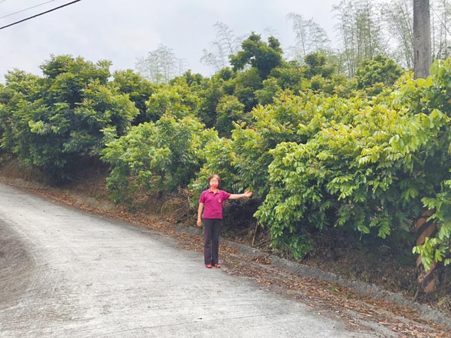 農民蕭合家說，高雄內門龍眼今年冷度足夠開花，卻在正要開花或微開花時，遇豪雨而開花不成，這現象可說是他種龍眼30年多年來首次。（林雅惠攝）