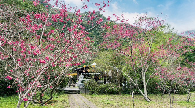 每年春天，山月村的山櫻花綻放滿枝頭，讓這裡也成了賞櫻好去處。(圖/花蓮趣)
