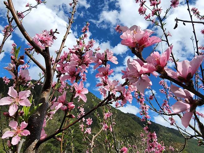 武陵农场桃树种植面积广达5.8公顷，目前桃花绽放，一大片粉红花海相当美丽。（武陵农场提供）