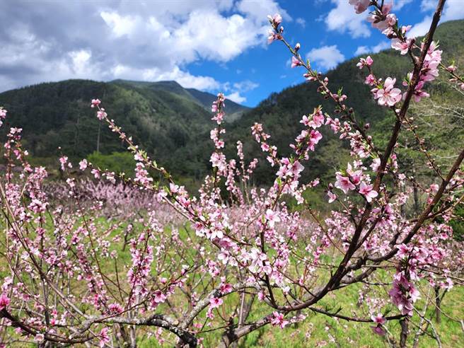 武陵农场桃树种植面积广达5.8公顷，目前桃花绽放，一大片粉红花海相当美丽。（武陵农场提供）