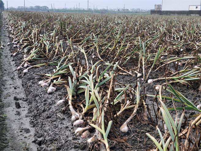 今年全台蒜头面积虽然增加，但产量受气候衝击并未增加。（周丽兰摄）