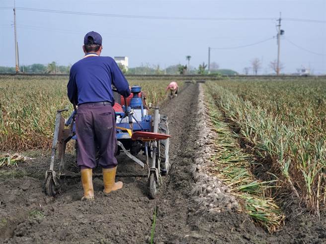 云林蒜头进入採收期。（周丽兰摄）