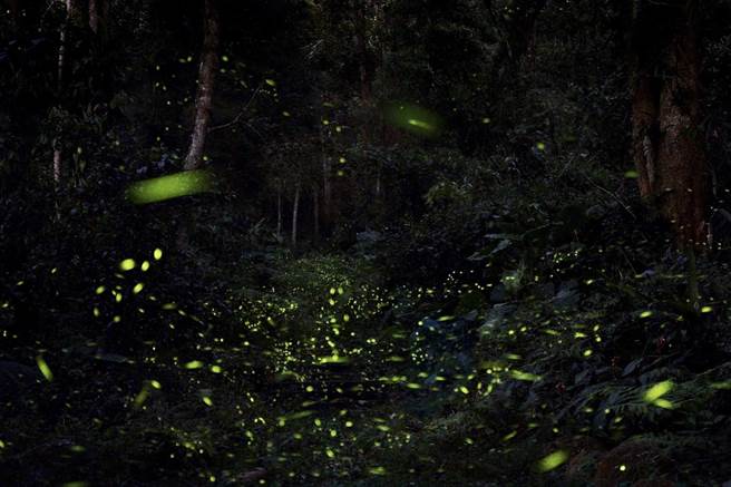4月春夏交錯是螢火蟲大爆發的賞螢旺季，南投向來都是賞螢愛好的首選之一，最近氣溫回升、加上有雨水挹注，日管處表示，日月潭地區陸續有螢火蟲現蹤，能夠一次看到黃緣螢、黑翅螢、大端黑螢、梭德氏脈翅螢等。（日管處提供／吳建輝南投傳真）