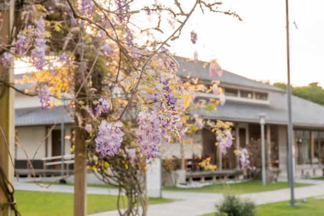 3月中旬逢紫藤花季，绿舞日式庭园内的紫藤花开，更显浪漫气息。（宜兰绿舞国际观光饭店提供）