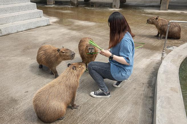 宾客预订宜兰绿舞馆内蝶舞咖啡厅的「经典双人下午茶」，即赠送萌宠牧草体验2把。（宜兰绿舞国际观光饭店提供）