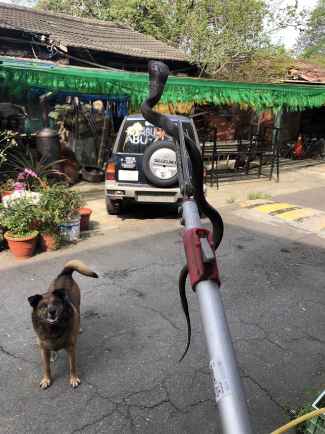 黃姓女子自備捕蛇夾抓起欲進屋的眼鏡蛇。（黃姓女子提供／張亦惠嘉縣傳真）