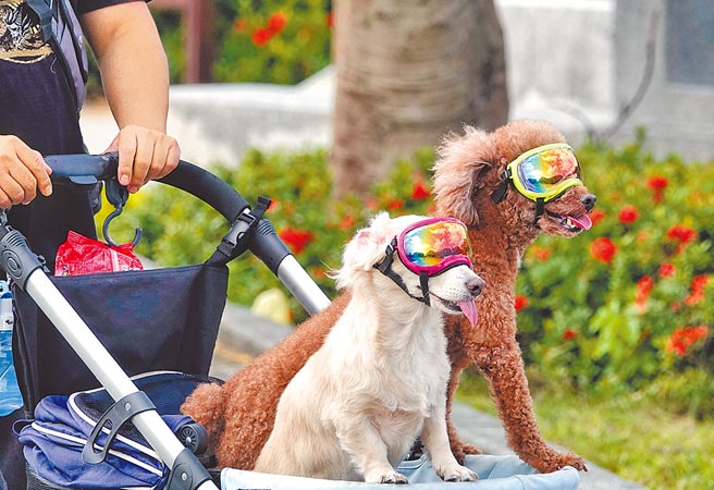 国内去年宠物登记未因疫情影响而减缓成长速度，衍生出食、医、住、行、育、乐、用品等宠物商机具有无限想像空间。图／本报资料照片