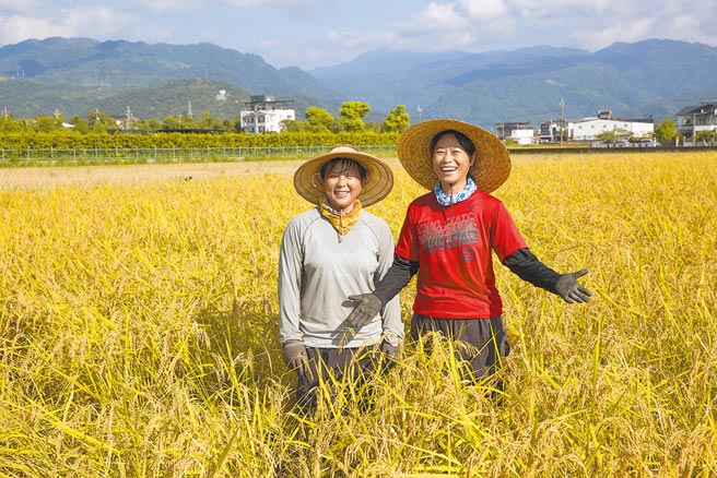 行政院自今年第一期稻作起推动「水稻收入保险」，全台21万余户稻农一律纳保「基本险」，保费由中央全额补助。（本报资料照片）