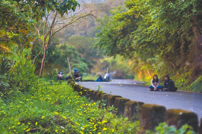 花莲寿丰乡鲤鱼潭游憩区预计下月15日起，举办为期1个月的赏萤活动，活动期间每周五、六更提供免费导览，带领民眾探索萤河世界。（纵管处提供／罗亦晽花莲传真）