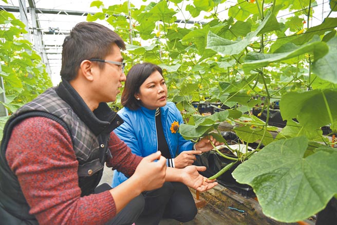 云林县水林乡微醺农场以智能温室打破天然条件的栽种限制，县长张丽善（右）大讚农场主人黄衍勋（左）勇于突破。（云林县府提供／周丽兰云林传真）