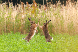 療癒系兔兔「北斗神拳」打飛同伴 網愣：畫面有聲音