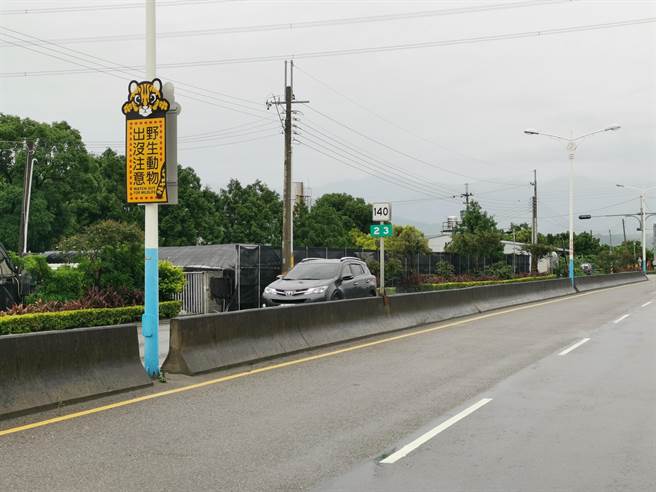 苗140線區間測速是為保護石虎而設置。（謝明俊攝）