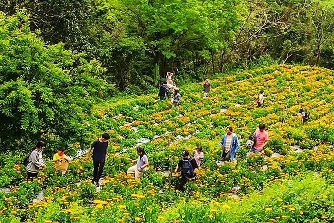 尖石那罗部落金盏花进入花期，成为游客採花拍照打卡景点。（新竹县政府提供／罗浚滨新竹传真）